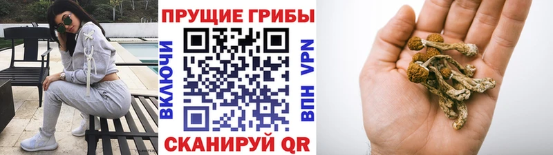 где найти наркотики  блэк спрут ССЫЛКА  Псилоцибиновые грибы Magic Shrooms  Жердевка 